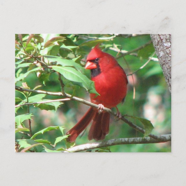 Cardinal à Holly Carte postale (Devant)