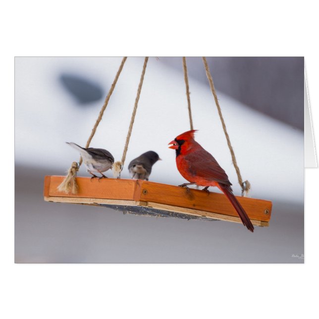 Cardinal and Juncos (Devant Horizontal)