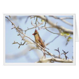 Cardinal Au printemps