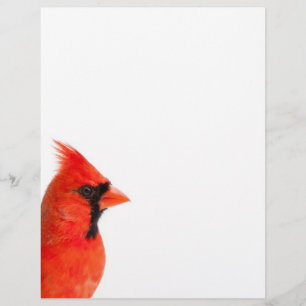 Cardinal Bird