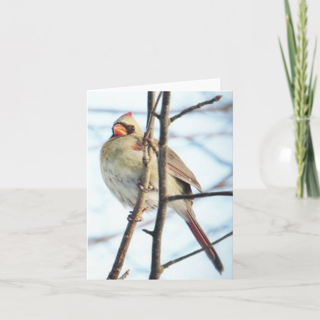 Cardinal - Carte de voeux vierge (Devant)