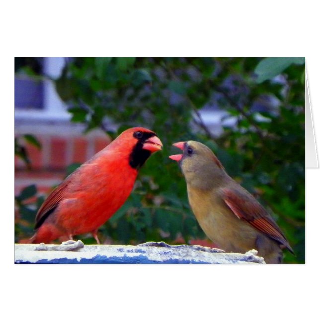 Cardinal Couple Eating (Devant horizontal)