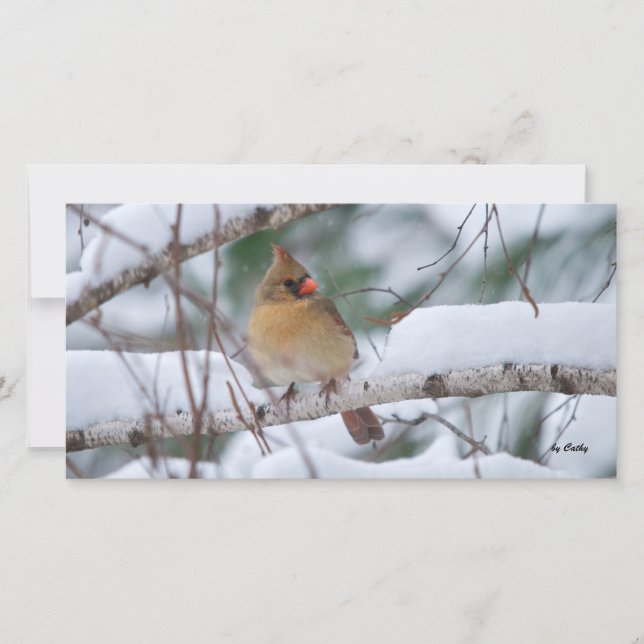 Cardinal dans la tempête de neige (Devant)