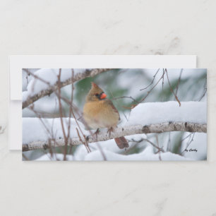 Cardinal dans la tempête de neige