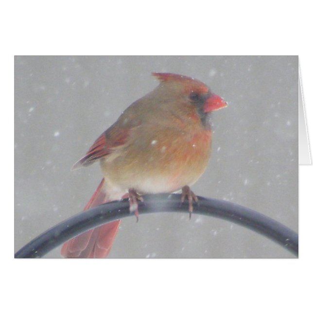 Cardinal de jardin (Devant horizontal)