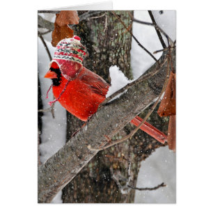 Cardinal de Noël avec un bonnet de tricot