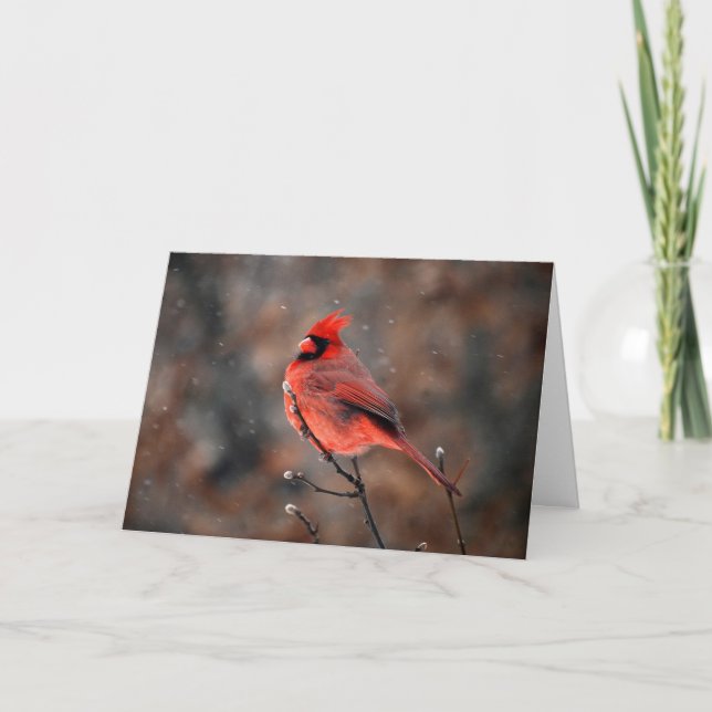 Cardinal de persévérance dans une carte de note d' (Devant)