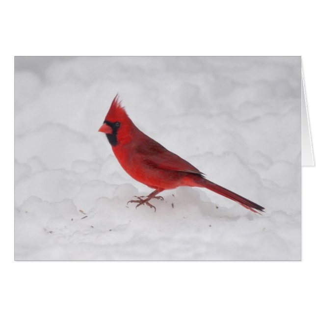 Cardinal d'hiver (Devant horizontal)