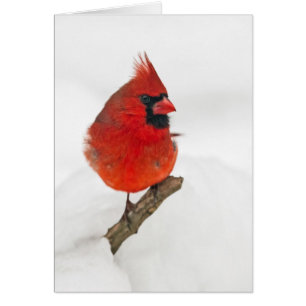 Cardinal du Jour des neiges