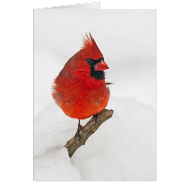 Cardinal du Jour des neiges (Devant)