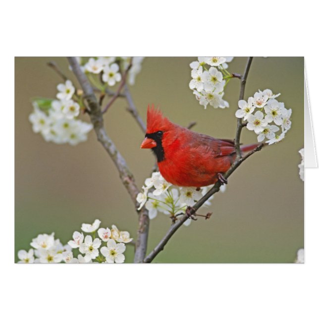 Cardinal du Nord (Devant horizontal)