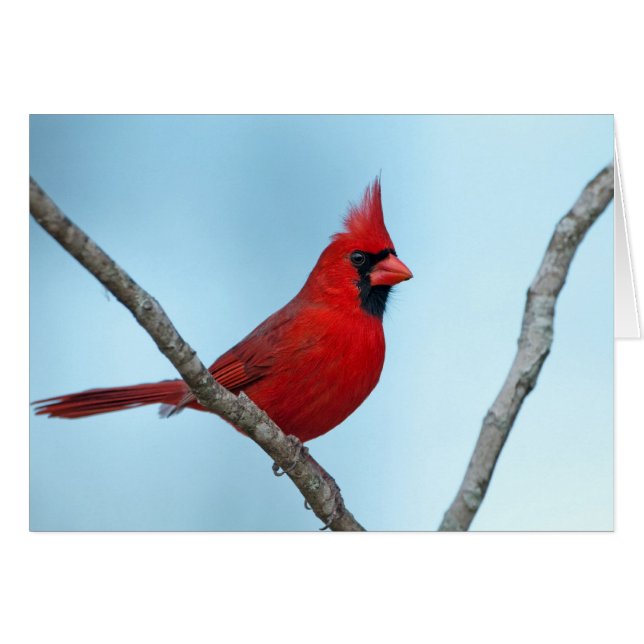 Cardinal du Nord (Devant horizontal)