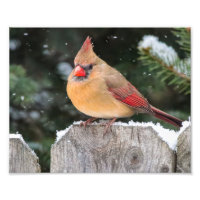 Cardinal du Nord dans la photographie de la nature