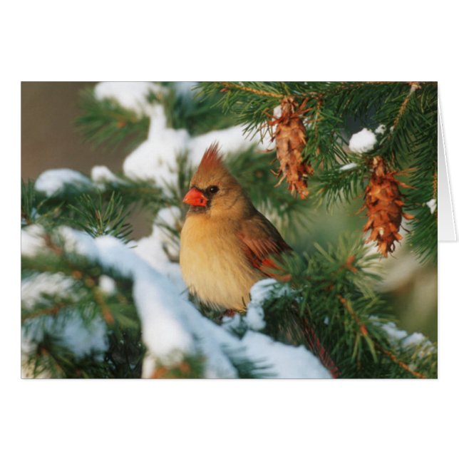 Cardinal du Nord dans un arbre, Illinois (Devant horizontal)