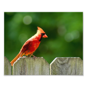 Cardinal du Nord en été Photographie de la nature