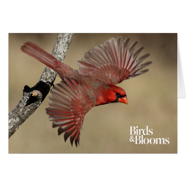Cardinal du nord en vol (Devant horizontal)