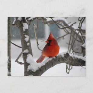 Cardinal en carte postale d'arbre