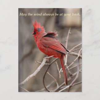 Cardinal Encouragment Carte postale
