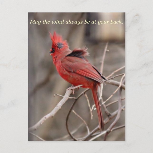 Cardinal Encouragment Carte postale (Devant)