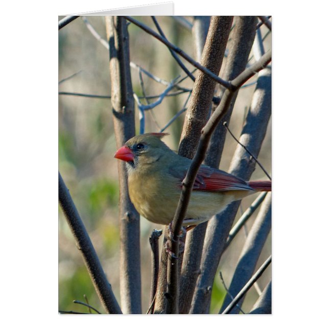 Cardinal féminin (Devant)