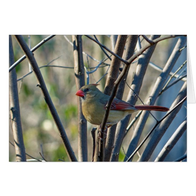 Cardinal féminin (Devant horizontal)