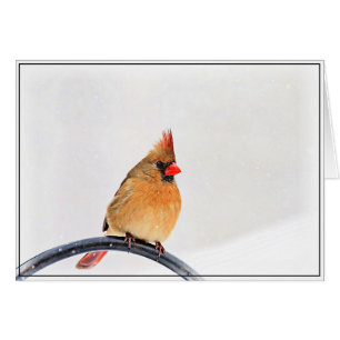 Cardinal féminin