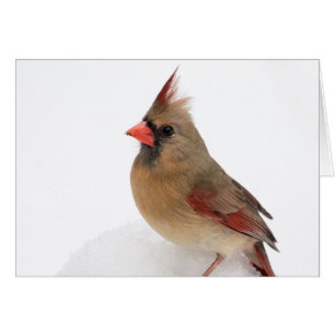 Cardinal féminin