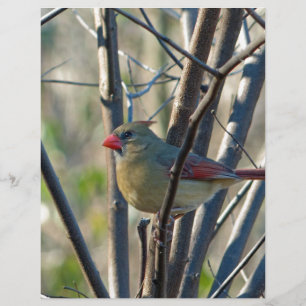 Cardinal féminin