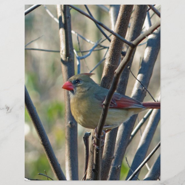 Cardinal féminin (Devant)