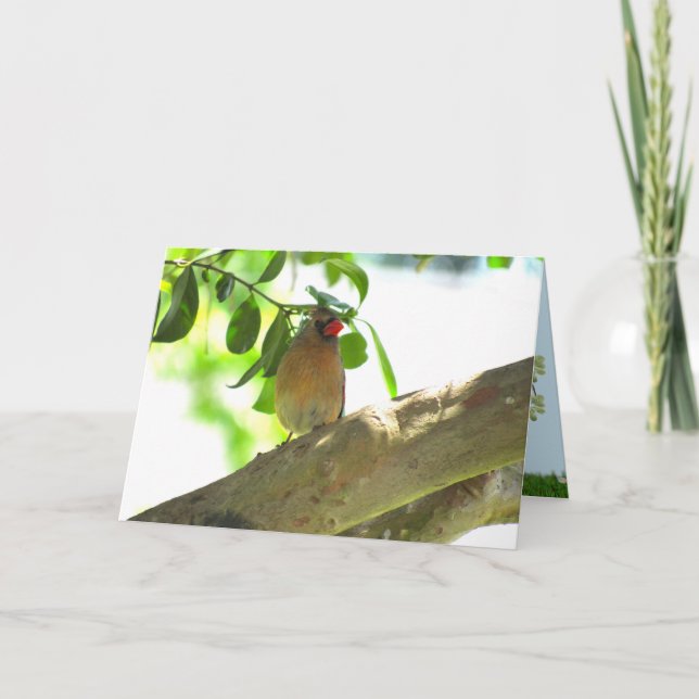 Cardinal Jardin Femme Carte pliée (Devant)
