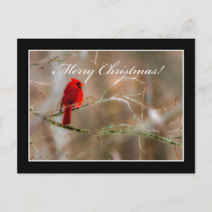 Cardinal Joyeux Noël Carte Postale Par Tom Minutol