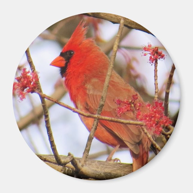Cardinal Magnet (Devant)