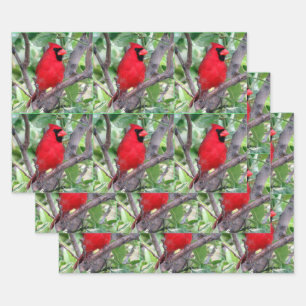Cardinal mâle - Feuilles de papier enveloppant to