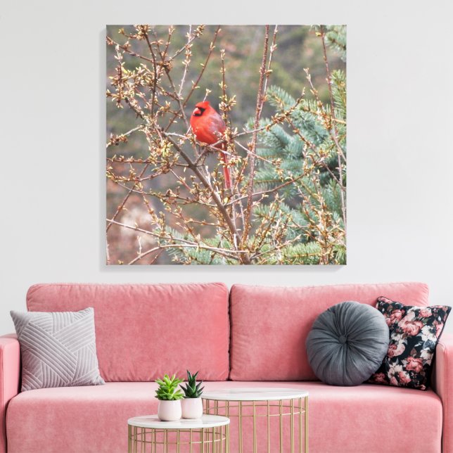 Cardinal mâle rouge perché sur toile de haies (Insitu(Salon))