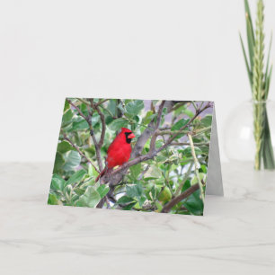 Cardinal masculin à citron - Carte de voeux