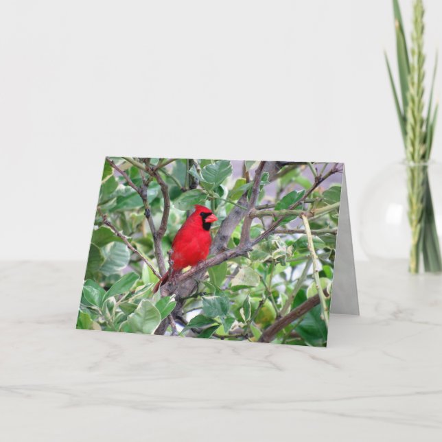 Cardinal masculin à citron - Carte de voeux (Devant)