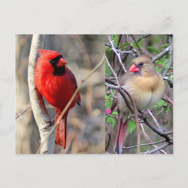 Cardinal Nature Carte postale (Devant)