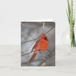 Cardinal oiseau blanc carte pour notes