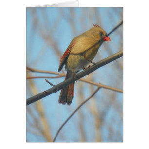 Cardinal/Oiseau féminin