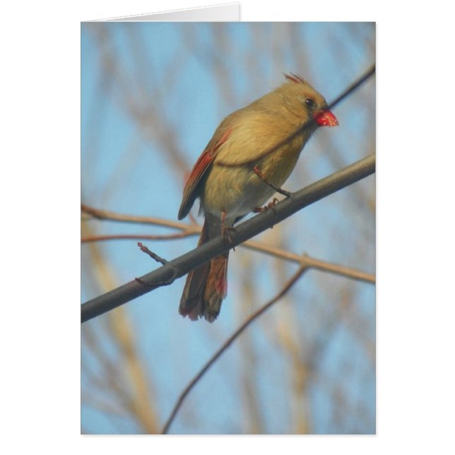 Cardinal/Oiseau féminin (Devant)