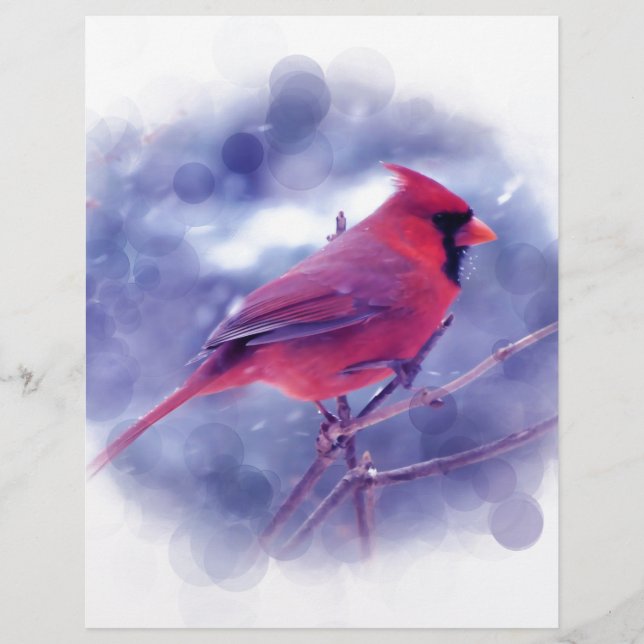 Cardinal rouge au Blizzard (Devant)