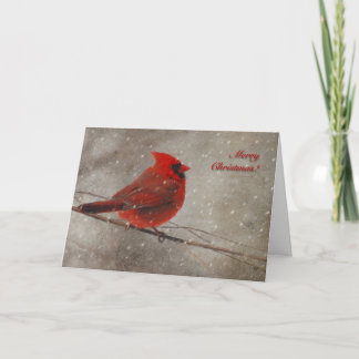 Cardinal rouge dans la neige - carte de Noël
