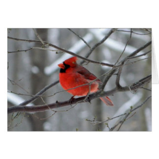 Cardinal rouge de WestCreek (blanc)
