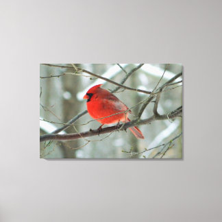 Cardinal Rouge (Homme) - toile étirée d'hiver Impr