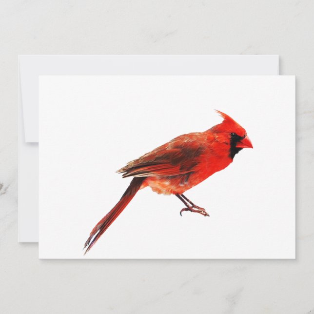 Cardinal(s) (Devant)