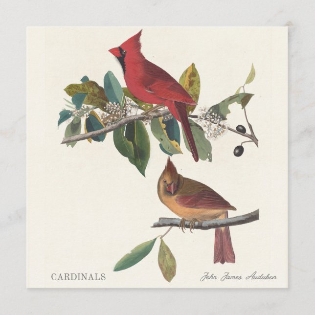 Cardinals by John James Audubon (Devant)