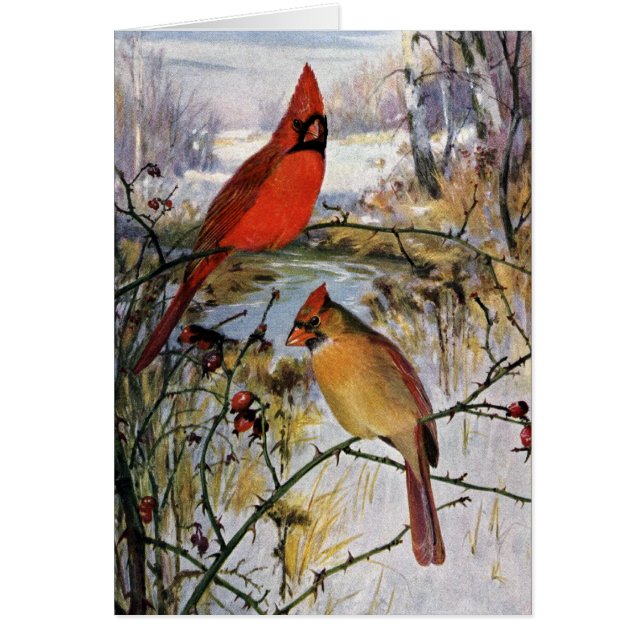 Cardinaux en hiver (Devant)