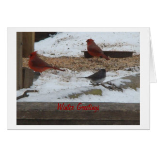Cardinaux et Junco d'hiver