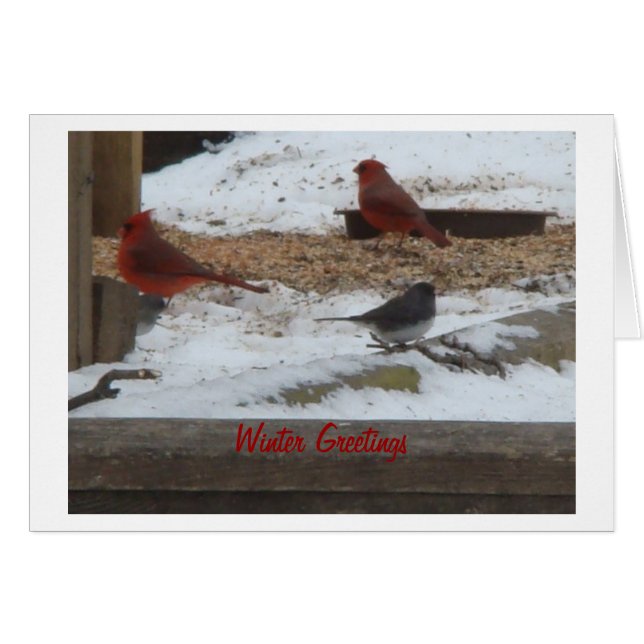 Cardinaux et Junco d'hiver (Devant horizontal)
