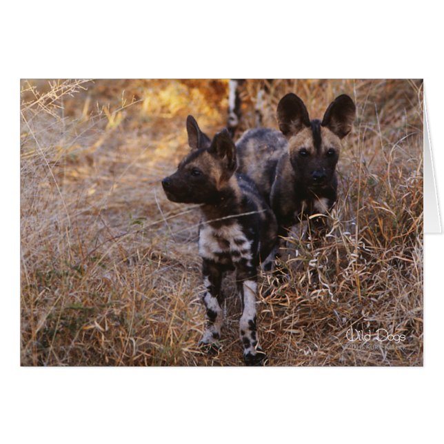 Cards de Wild Dogs (Devant horizontal)